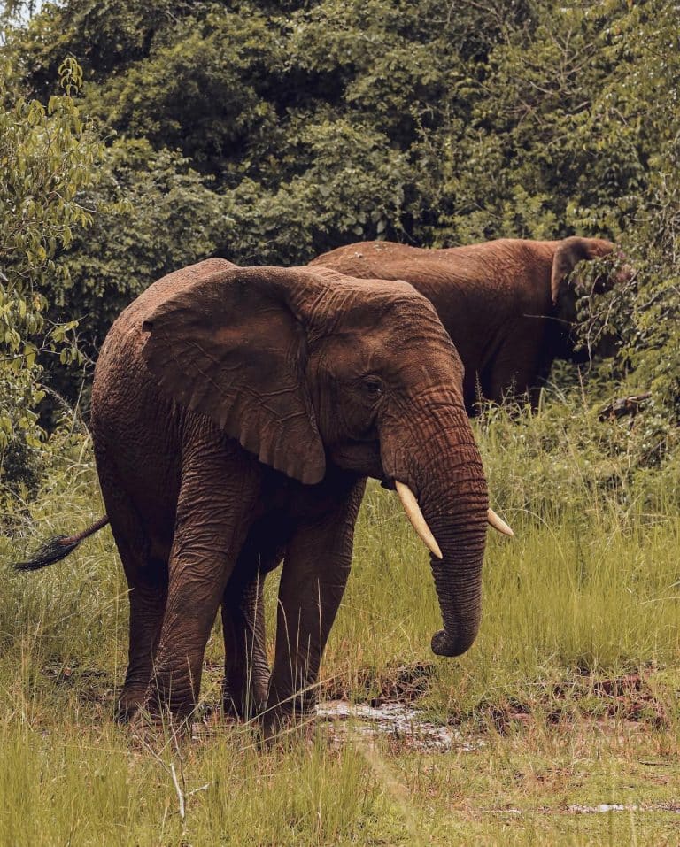 Rwanda, big five safari, elephant